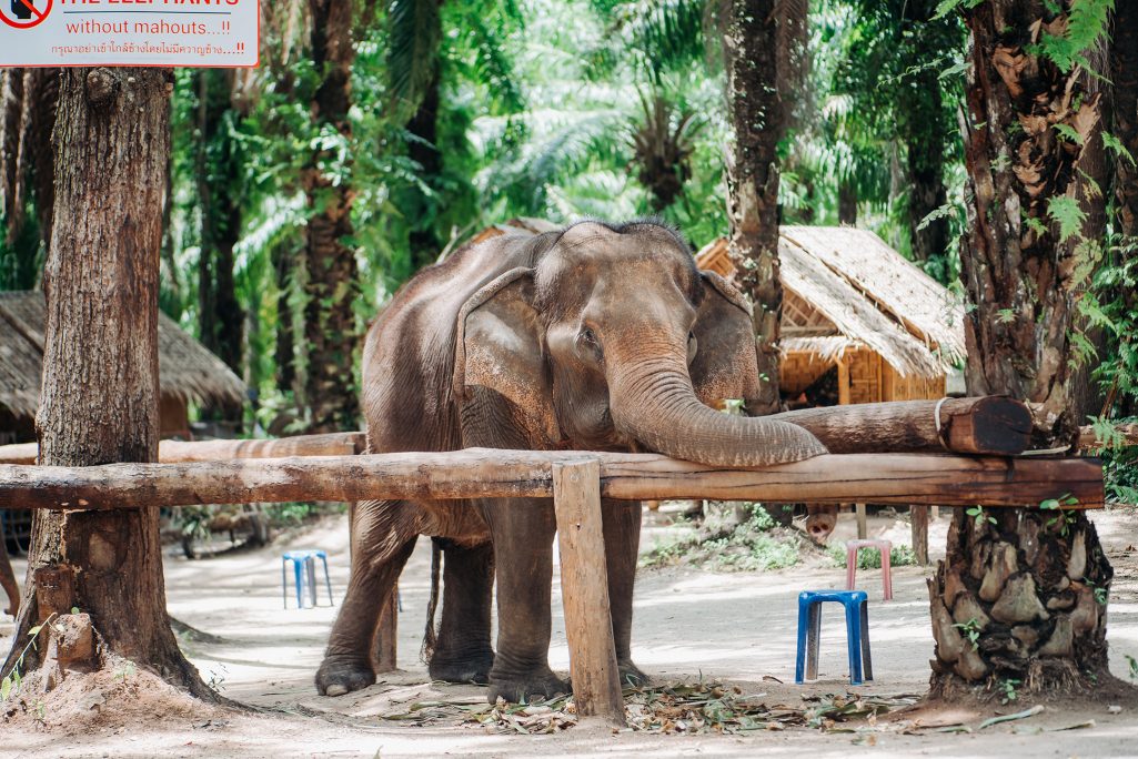 ao nang, Krabi, Krabi elephant, krabi elephant bathing, krabi elephant photographer, krabi elephant sanctuary, krabi elephant trip, Krabi local photographer, Krabi local photography, Krabi Long tail boat, Krabi Long tail boat photographer, Krabi Long tail boat photography, Krabi photographer, Krabi photography, Krabi tour booking, Photo shoot with elephant at Krabi